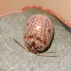 Paropsisterna m-fuscum (Eucalyptus Leaf Beetle) at O'Connor, ACT - 25 Sep 2023 by ConBoekel