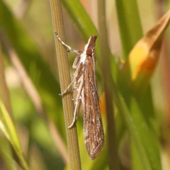 Eudonia cleodoralis (A Crambid moth) at O'Connor, ACT - 25 Sep 2023 by ConBoekel