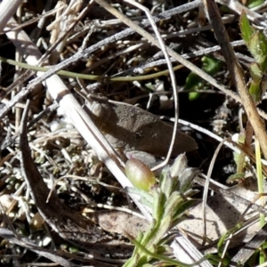 Goniaea australasiae at Borough, NSW - 24 Sep 2023