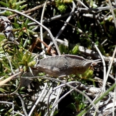 Goniaea australasiae at Borough, NSW - 24 Sep 2023