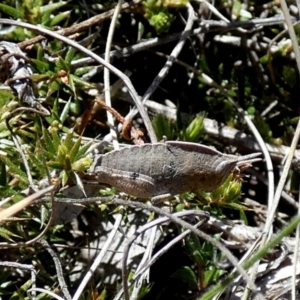 Goniaea australasiae at Borough, NSW - 24 Sep 2023