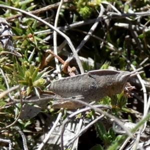 Goniaea australasiae at Borough, NSW - 24 Sep 2023