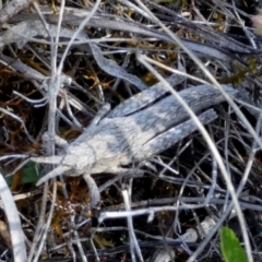 Coryphistes ruricola at Borough, NSW - suppressed