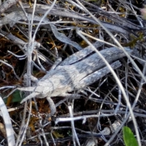Coryphistes ruricola at Borough, NSW - suppressed