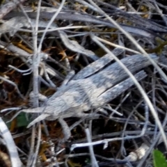 Coryphistes ruricola at Borough, NSW - suppressed