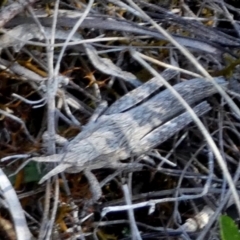 Coryphistes ruricola at Borough, NSW - 24 Sep 2023