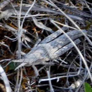 Coryphistes ruricola at Borough, NSW - suppressed