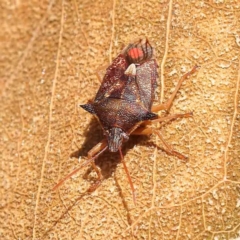 Oechalia schellenbergii (Spined Predatory Shield Bug) at O'Connor, ACT - 25 Sep 2023 by ConBoekel