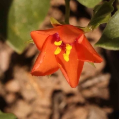 Lysimachia arvensis (Scarlet Pimpernel) at O'Connor, ACT - 25 Sep 2023 by ConBoekel