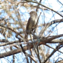 Petroica rosea (Rose Robin) at Red Hill, ACT - 25 Sep 2023 by BenW