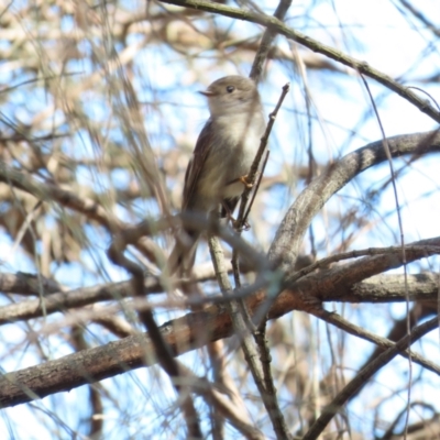 Petroica rosea (Rose Robin) at Red Hill, ACT - 25 Sep 2023 by BenW