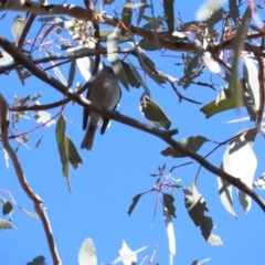 Petroica rosea at Red Hill, ACT - 25 Sep 2023