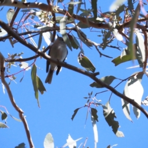 Petroica rosea at Red Hill, ACT - 25 Sep 2023