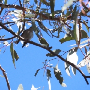 Petroica rosea at Red Hill, ACT - 25 Sep 2023