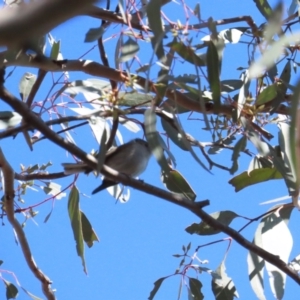 Petroica rosea at Red Hill, ACT - 25 Sep 2023 09:09 AM