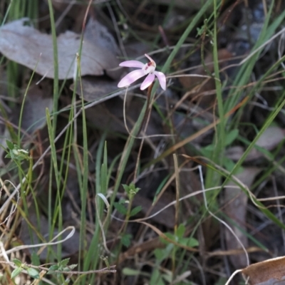 Caladenia fuscata (Dusky Fingers) at Canberra Central, ACT - 25 Sep 2023 by Rheardy