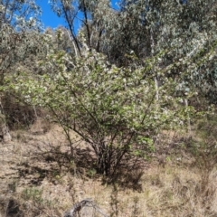 Malus sp. (Crab Apple) at Mount Rogers - 24 Sep 2023 by rbannister