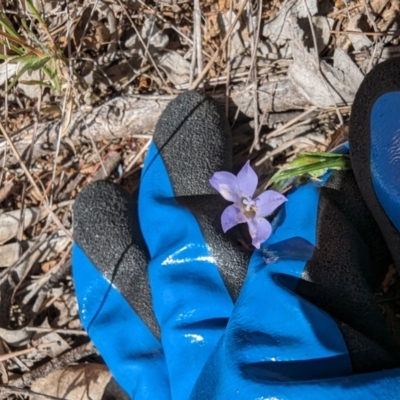 Wahlenbergia sp. (Bluebell) at Mount Rogers - 24 Sep 2023 by rbannister