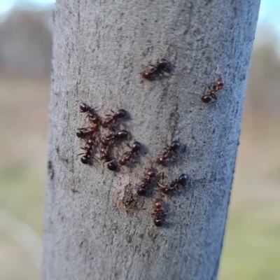 Papyrius nitidus (Shining Coconut Ant) at Symonston, ACT - 25 Sep 2023 by Mike