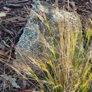 Austrostipa scabra at Symonston, ACT - 25 Sep 2023