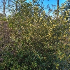 Olea europaea subsp. cuspidata at Symonston, ACT - 25 Sep 2023