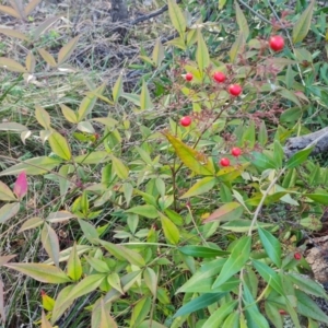 Nandina domestica at Symonston, ACT - 25 Sep 2023