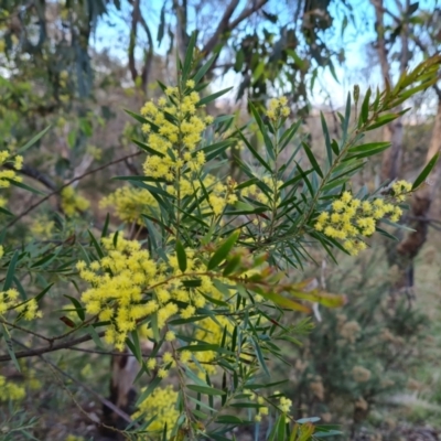 Acacia fimbriata (Fringed Wattle) at Symonston, ACT - 25 Sep 2023 by Mike