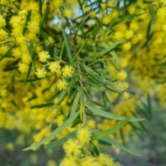 Acacia fimbriata at Symonston, ACT - 25 Sep 2023