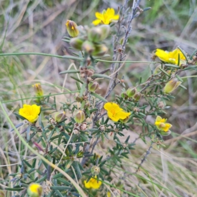 Hibbertia calycina (Lesser Guinea-flower) at Symonston, ACT - 25 Sep 2023 by Mike