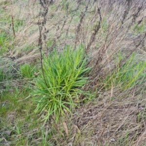 Xerochrysum viscosum at Symonston, ACT - 25 Sep 2023