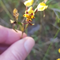 Diuris pardina (Leopard Doubletail) at Strathnairn, ACT - 25 Sep 2023 by JaneCarter