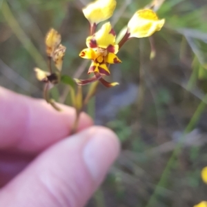 Diuris pardina at Strathnairn, ACT - suppressed