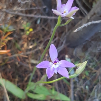 Glossodia major (Wax Lip Orchid) at Ginninderry Conservation Corridor - 25 Sep 2023 by JaneCarter