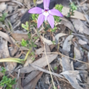 Glossodia major at Strathnairn, ACT - suppressed