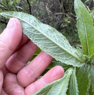 Senecio minimus (Shrubby Fireweed) at Kangaroo Valley, NSW - 25 Sep 2023 by lbradley