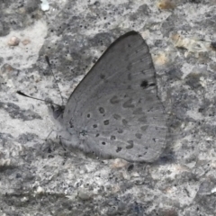 Erina hyacinthina (Varied Dusky-blue) at Namadgi National Park - 25 Sep 2023 by JohnBundock