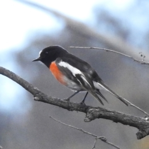 Petroica boodang at Rendezvous Creek, ACT - 25 Sep 2023