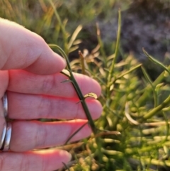 Eryngium ovinum at Bungendore, NSW - 25 Sep 2023 05:39 PM