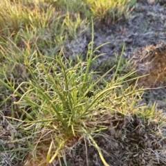 Eryngium ovinum at Bungendore, NSW - 25 Sep 2023