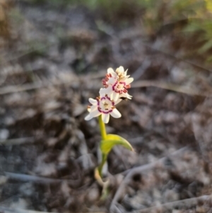 Wurmbea dioica subsp. dioica at Bungendore, NSW - 25 Sep 2023 05:43 PM