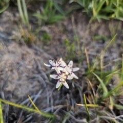 Wurmbea dioica subsp. dioica at Bungendore, NSW - 25 Sep 2023