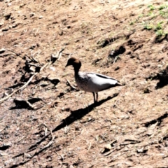 Chenonetta jubata (Australian Wood Duck) at Mount Majura - 25 Sep 2023 by abread111