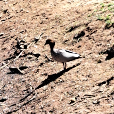 Chenonetta jubata (Australian Wood Duck) at Majura, ACT - 25 Sep 2023 by abread111