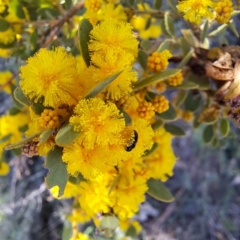Acacia brachybotrya (Grey Mulga, Grey Wattle) at Majura, ACT - 25 Sep 2023 by abread111