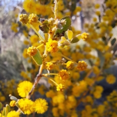 Acacia brachybotrya at Majura, ACT - 25 Sep 2023 10:07 AM