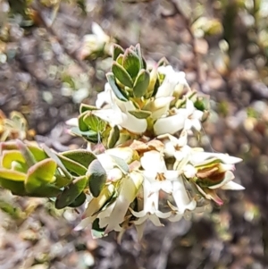 Brachyloma daphnoides at Majura, ACT - 25 Sep 2023