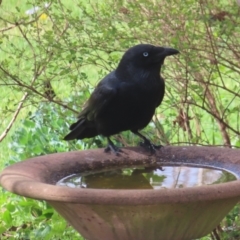 Corvus mellori (Little Raven) at Braidwood, NSW - 22 Sep 2023 by MatthewFrawley