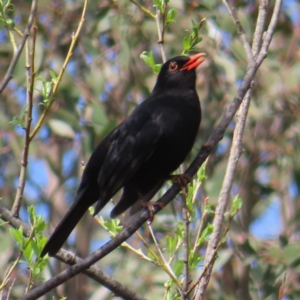 Turdus merula at Braidwood, NSW - 23 Sep 2023 09:43 AM