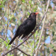 Turdus merula at Braidwood, NSW - 23 Sep 2023 09:43 AM