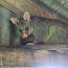 Trichosurus vulpecula (Common Brushtail Possum) at Braidwood, NSW - 22 Sep 2023 by MatthewFrawley